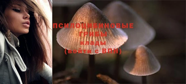 индика Гусев
