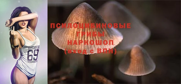 индика Гусев